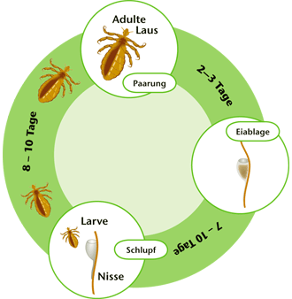 Lebenszyklus der Kopfläuse